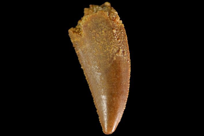 Serrated, Raptor Tooth - Real Dinosaur Tooth #179597